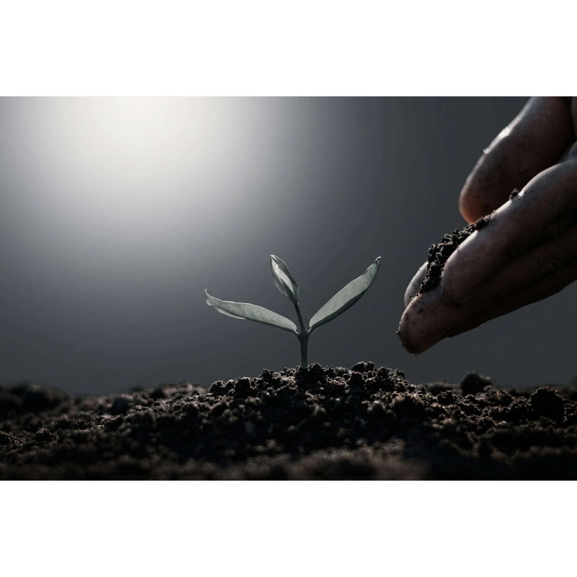 Tree planting in West Java